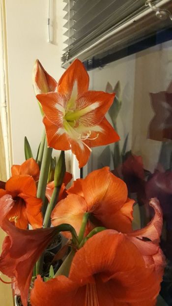  - AMARYLLIS