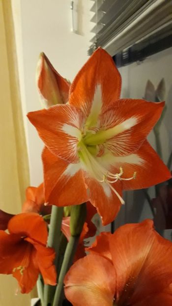  - AMARYLLIS