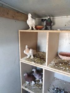  - 15-MAGYAR DISZPOSTA - VOIAJOR MAGHIAR DE FRUMUSETE