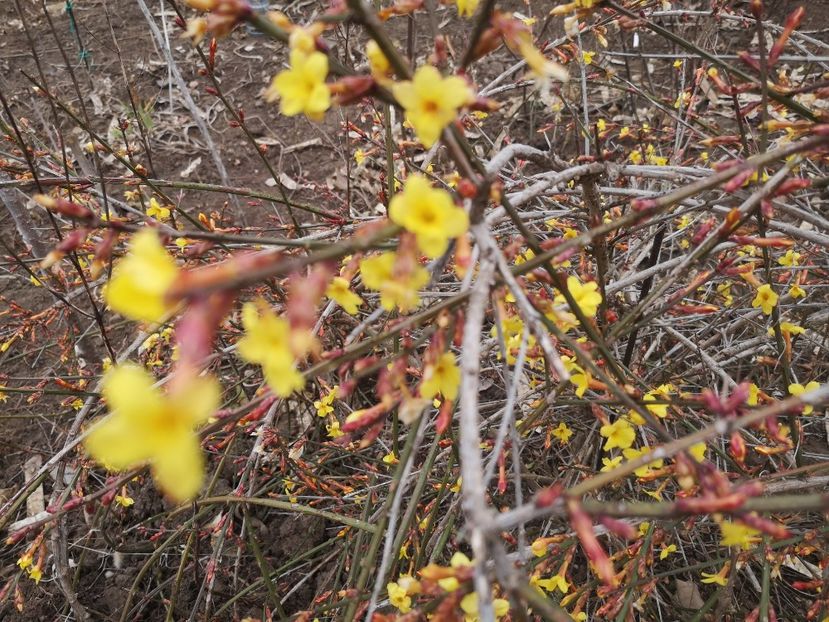 iasomie iarna - arbori ornamentali 2020