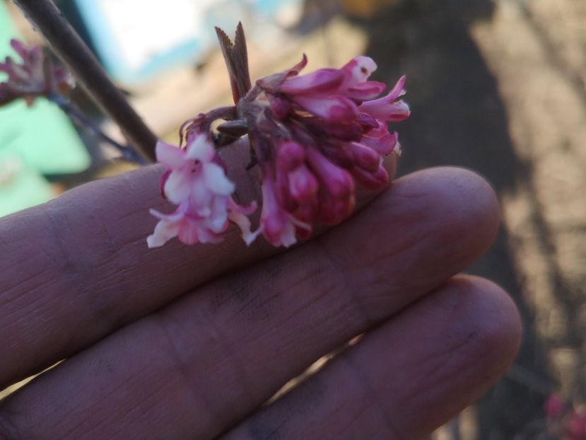 viburnum bodnantense - arbori ornamentali 2020