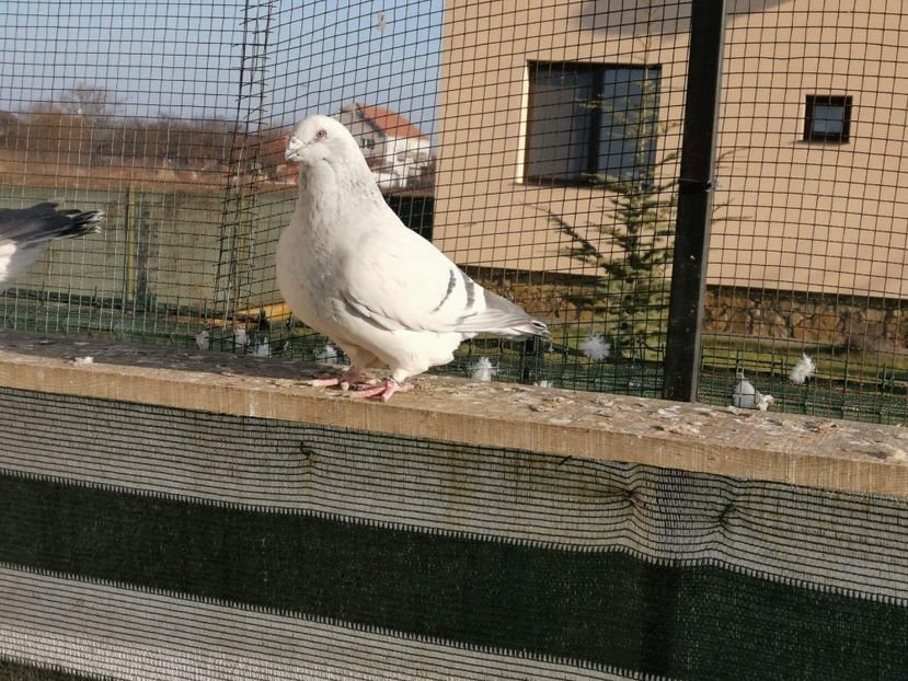 Fiica Memphis - Femele VRDF