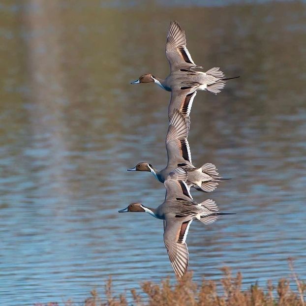  - Un fel de rai pe pământ!