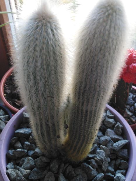 cactus peruvian - suculente si cactusi