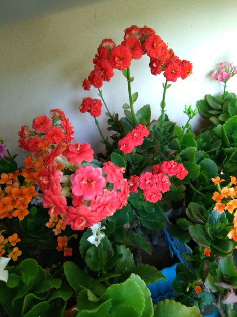  - Kalanchoe blossfeldiana si alte tipuri