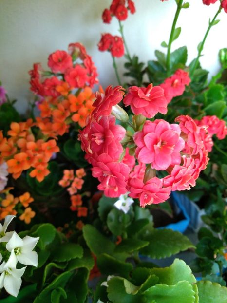  - Kalanchoe blossfeldiana si alte tipuri