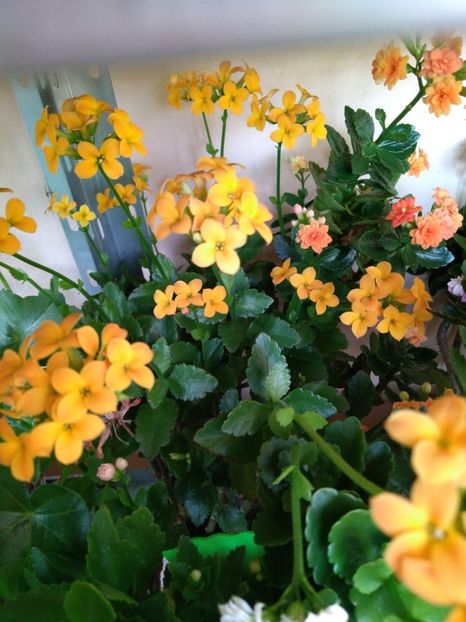  - Kalanchoe blossfeldiana si alte tipuri