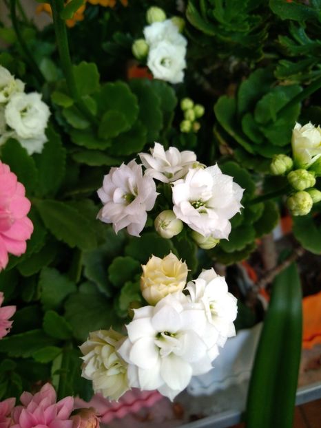  - Kalanchoe blossfeldiana si alte tipuri