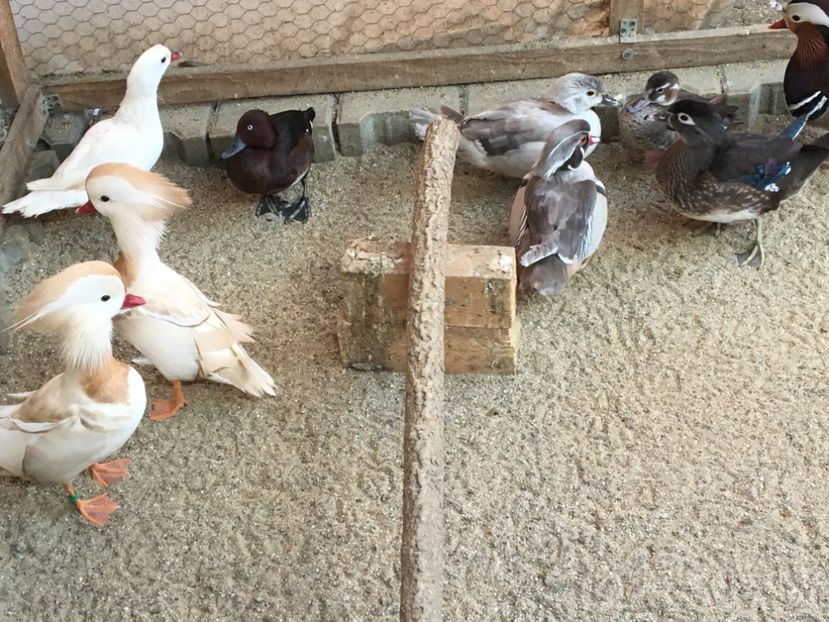  - Rațe Caroline Argintii