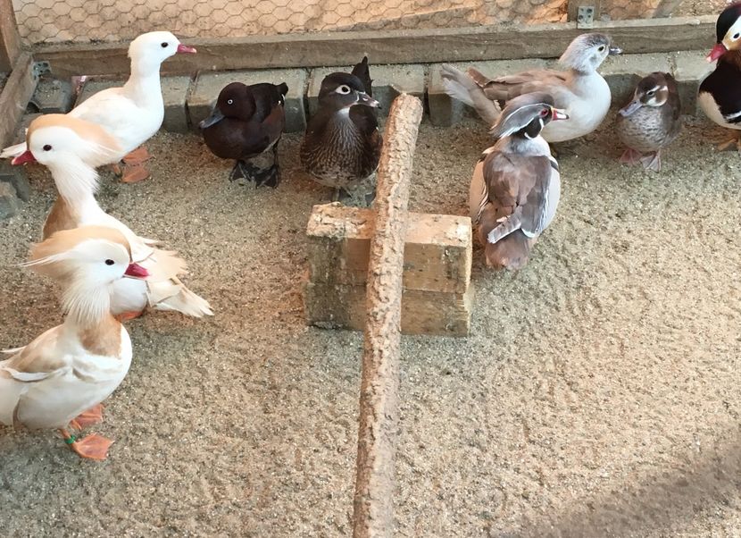  - Rațe Caroline Argintii