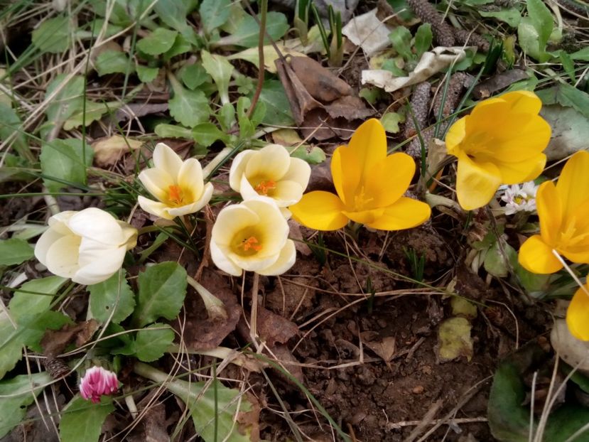  - Crocus
