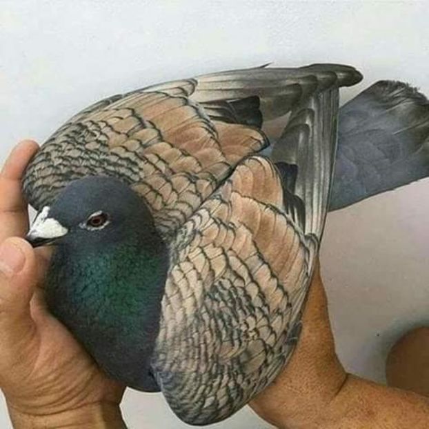  - NU AMI APARTIN 2020