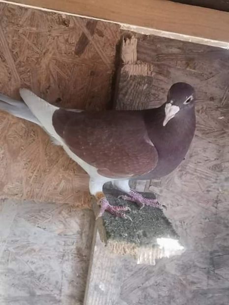  - NU AMI APARTIN 2020