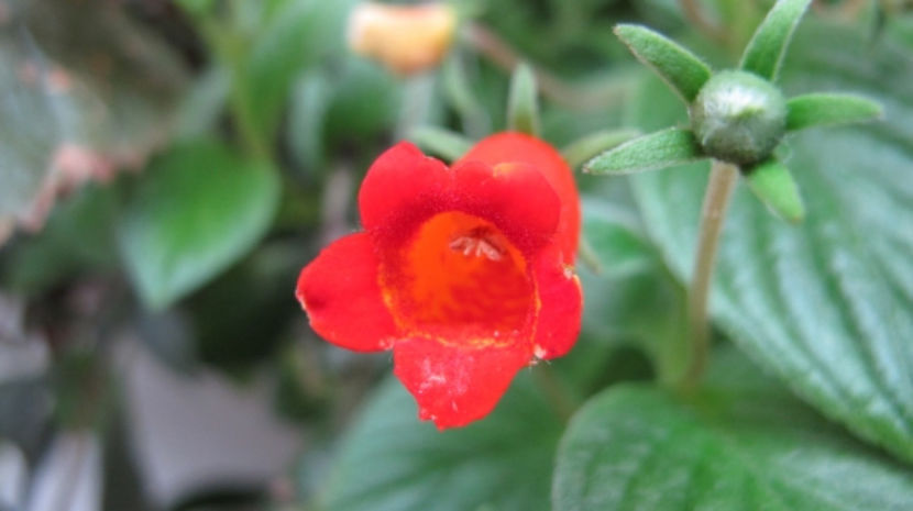 Seemania Nematanthodes Evita - Gesneriaceae 2019