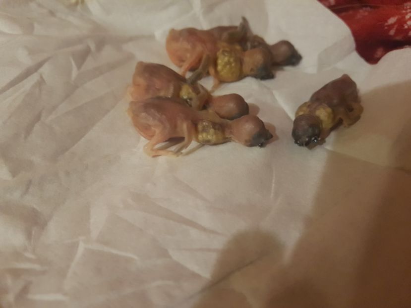  - Gould amandine 2020