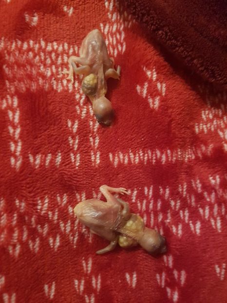  - Gould amandine 2020