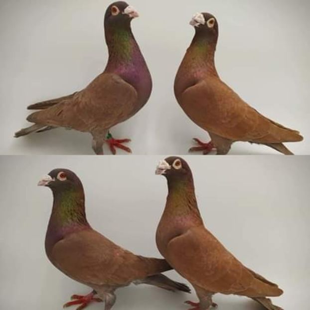  - NU AMI APARTIN 2020