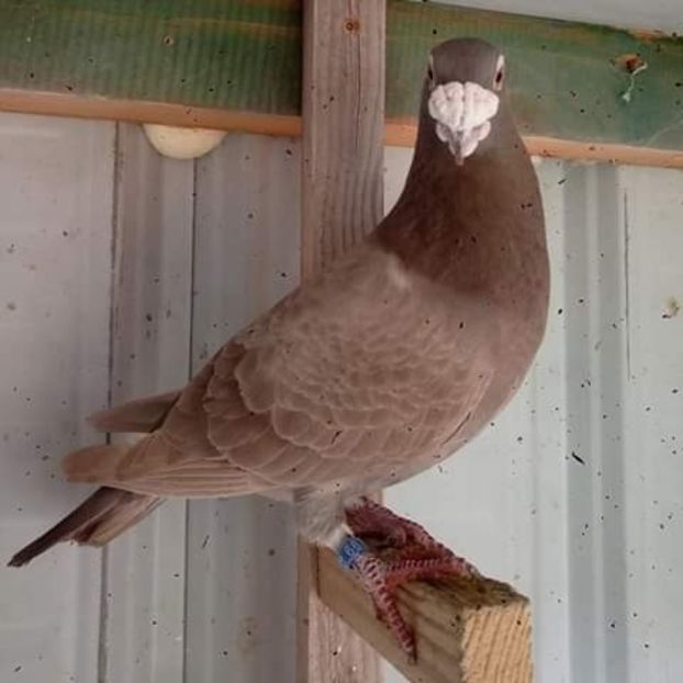  - NU AMI APARTIN 2020