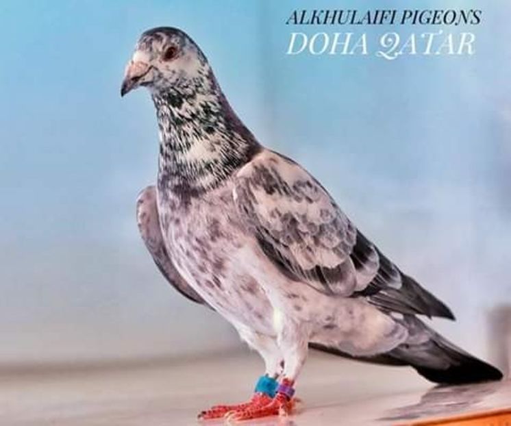  - NU AMI APARTIN 2020