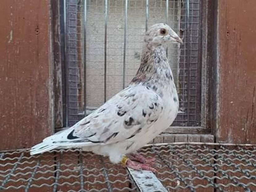  - NU AMI APARTIN 2020