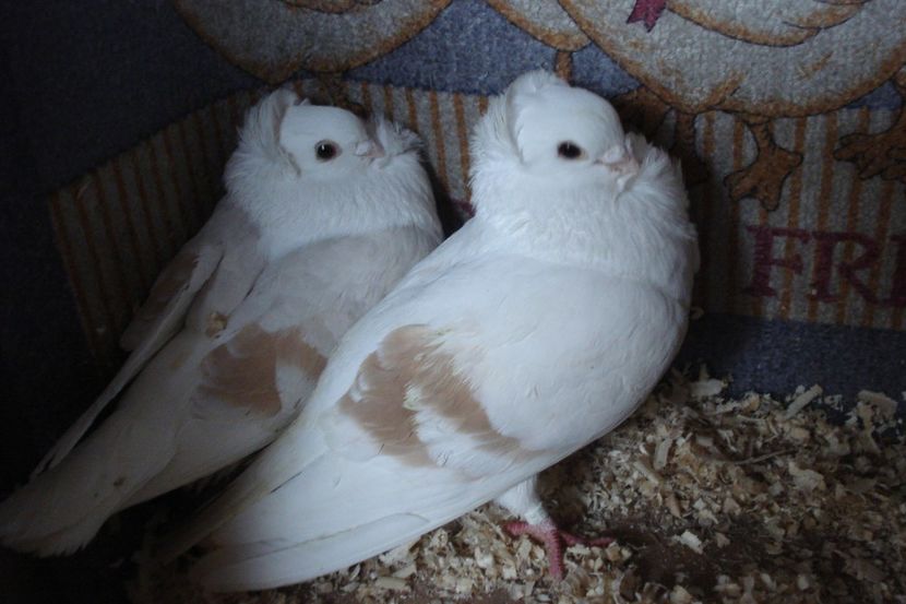 per 3 - perechile 2020