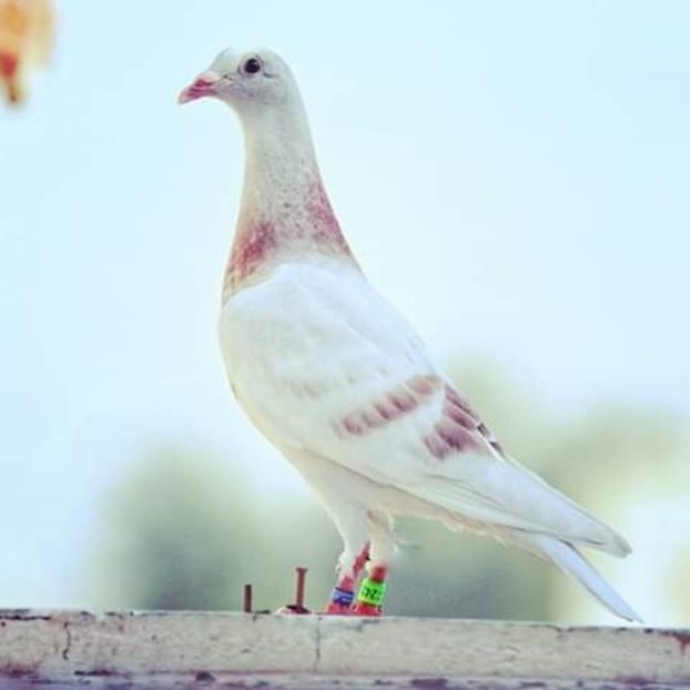  - NU AMI APARTIN 2020