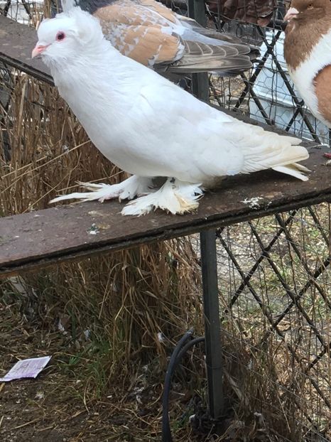 M2019 - Porumbei vanduti 2017-2025