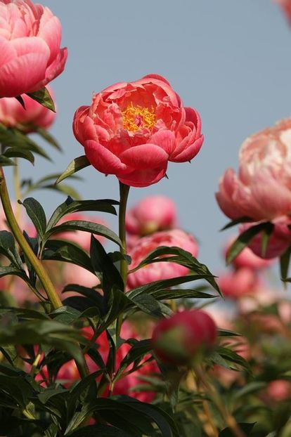 Coral Charm - BUJOR CORAL CHARM