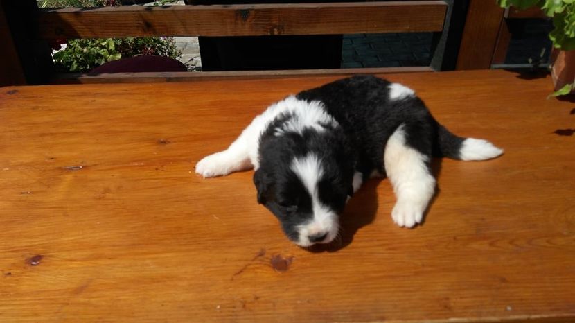  - Ciobanesc de Bucovina