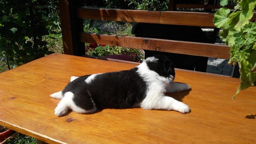  - Ciobanesc de Bucovina