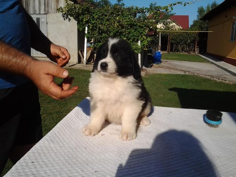  - Ciobanesc de Bucovina