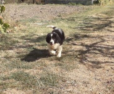  - Ciobanesc de Bucovina