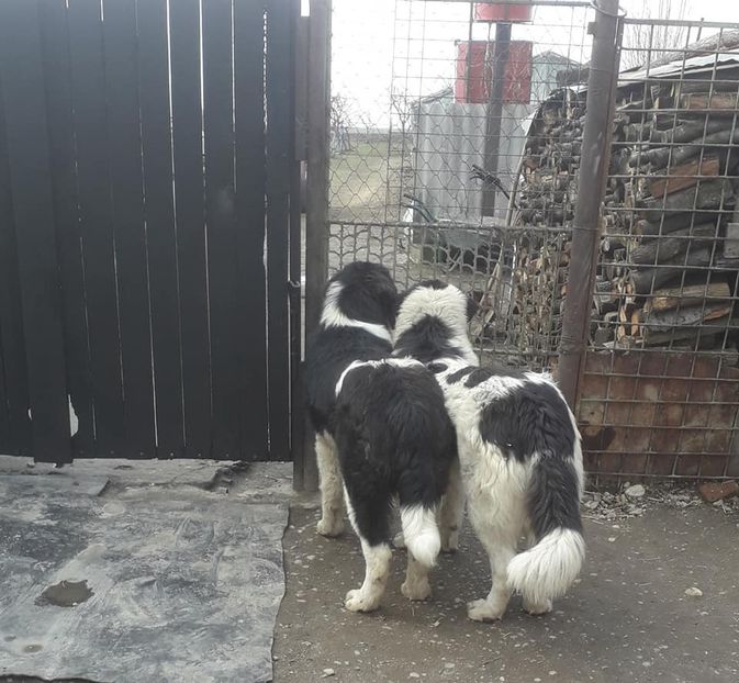  - Ciobanesc de Bucovina