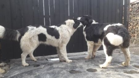  - Ciobanesc de Bucovina