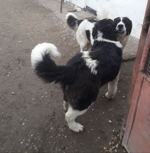  - Ciobanesc de Bucovina