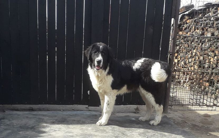 88108119_3309632715718933_97935012514496512_o - Ciobanesc de Bucovina