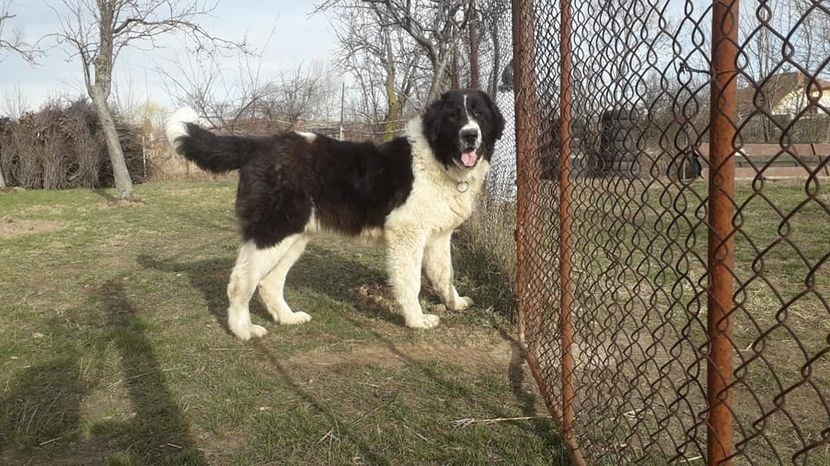  - Ciobanesc de Bucovina