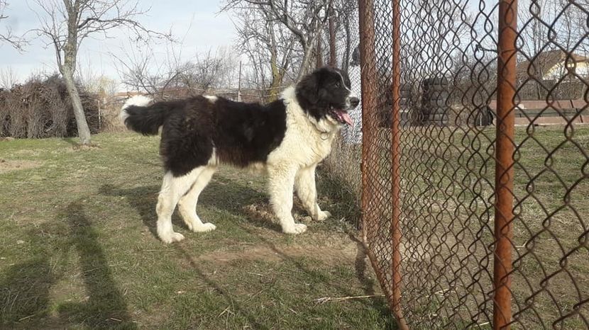  - Ciobanesc de Bucovina