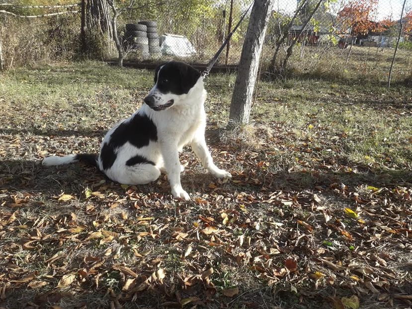  - Ciobanesc de Bucovina