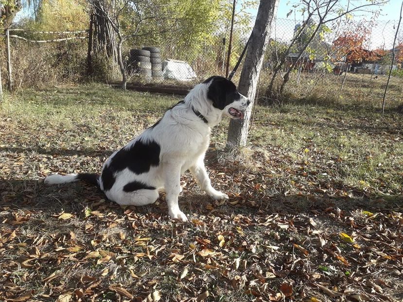 74525503_3070813782934162_1433612800109838336_o - Ciobanesc de Bucovina