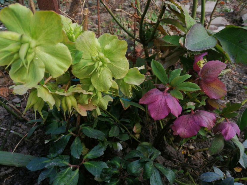  - Spânz helleborus 2020