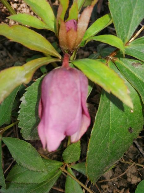  - Spânz helleborus 2020