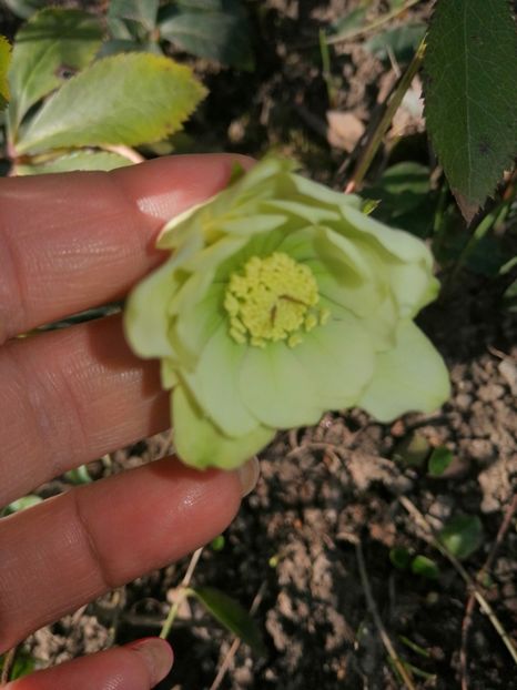 Double Ellen White - Spânz helleborus 2020