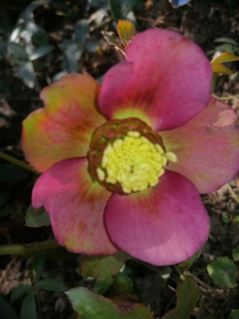 Christmas - Spânz helleborus 2020