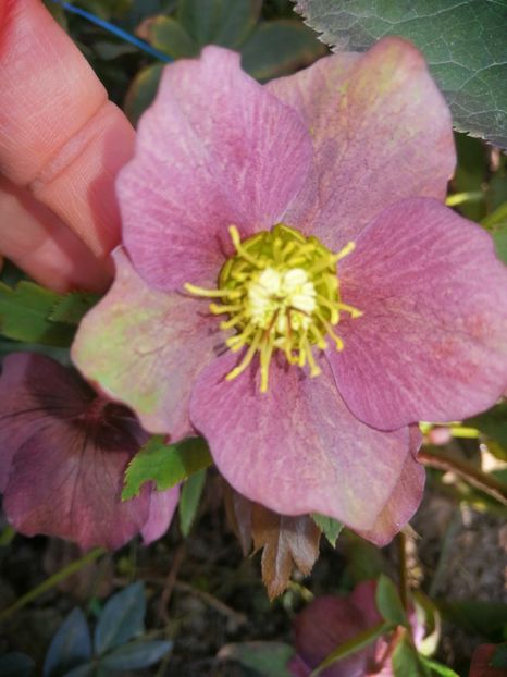  - Spânz helleborus 2020