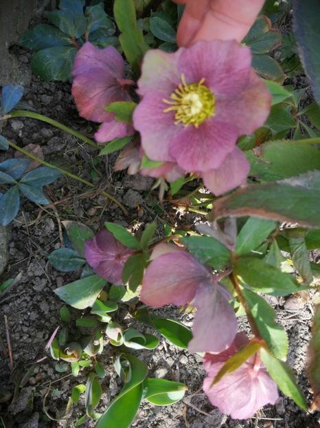  - Spânz helleborus 2020