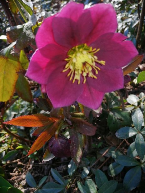  - Spânz helleborus 2020
