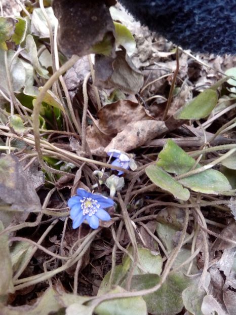  - Hepatica Transsilvanica