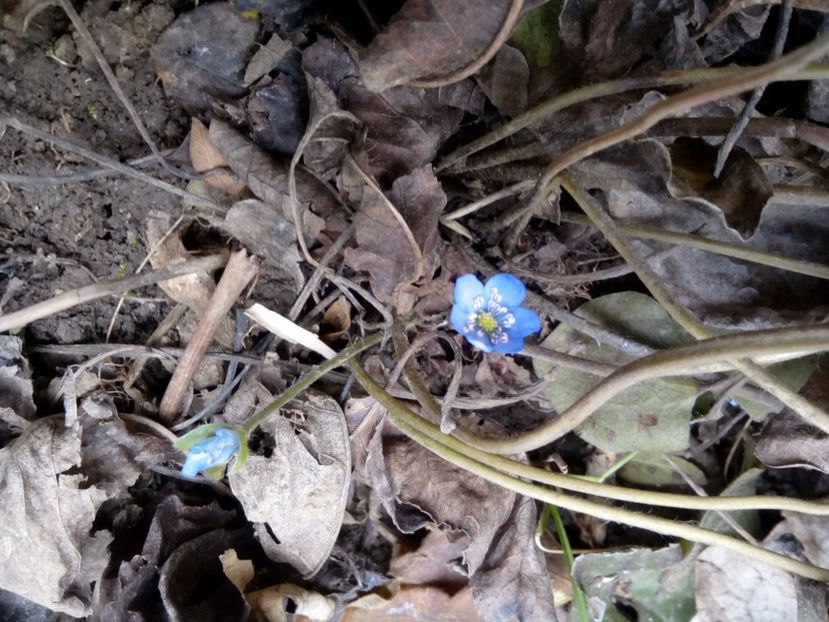  - Hepatica Transsilvanica