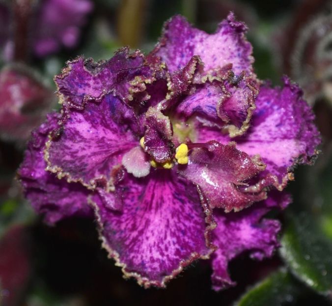 poza net - Rob s Hopscotch